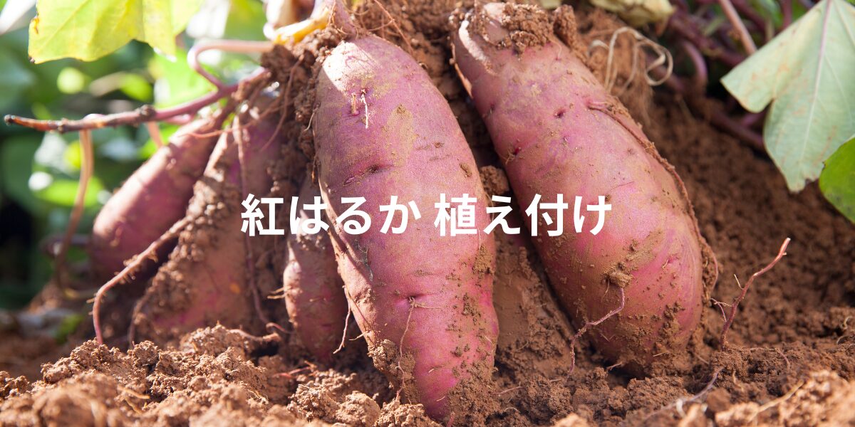 紅はるか植え付け
