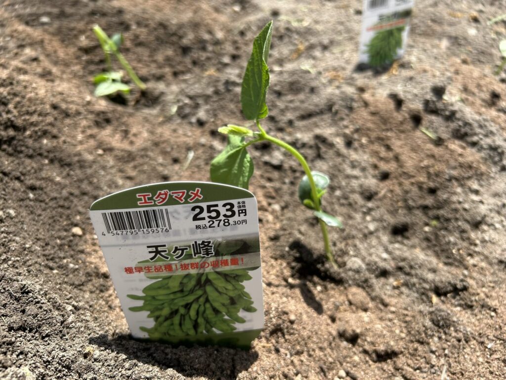 枝豆天ヶ峰の苗栽培