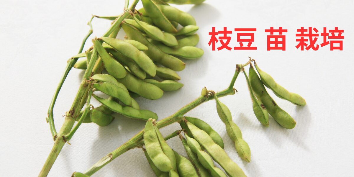 枝豆苗栽培