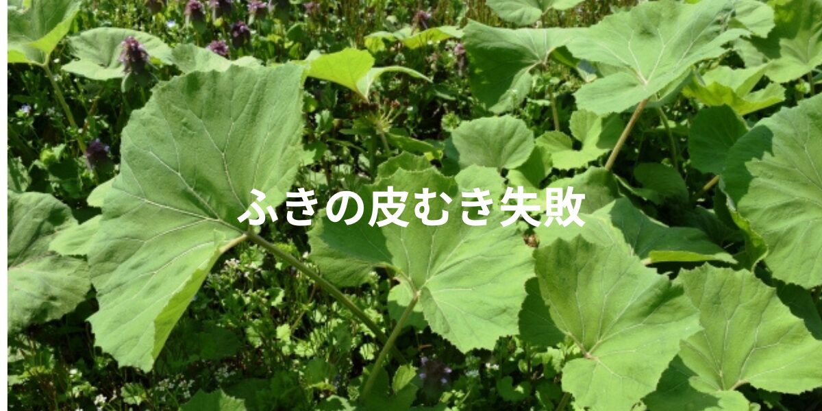 ふきの皮むき失敗