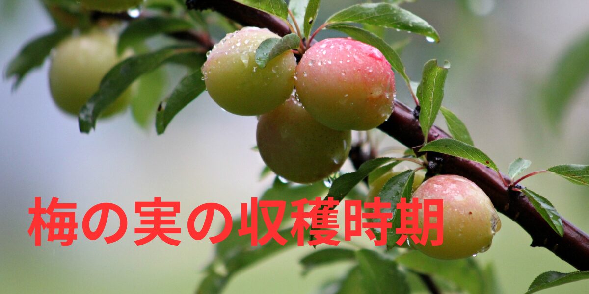 梅の実収穫時期