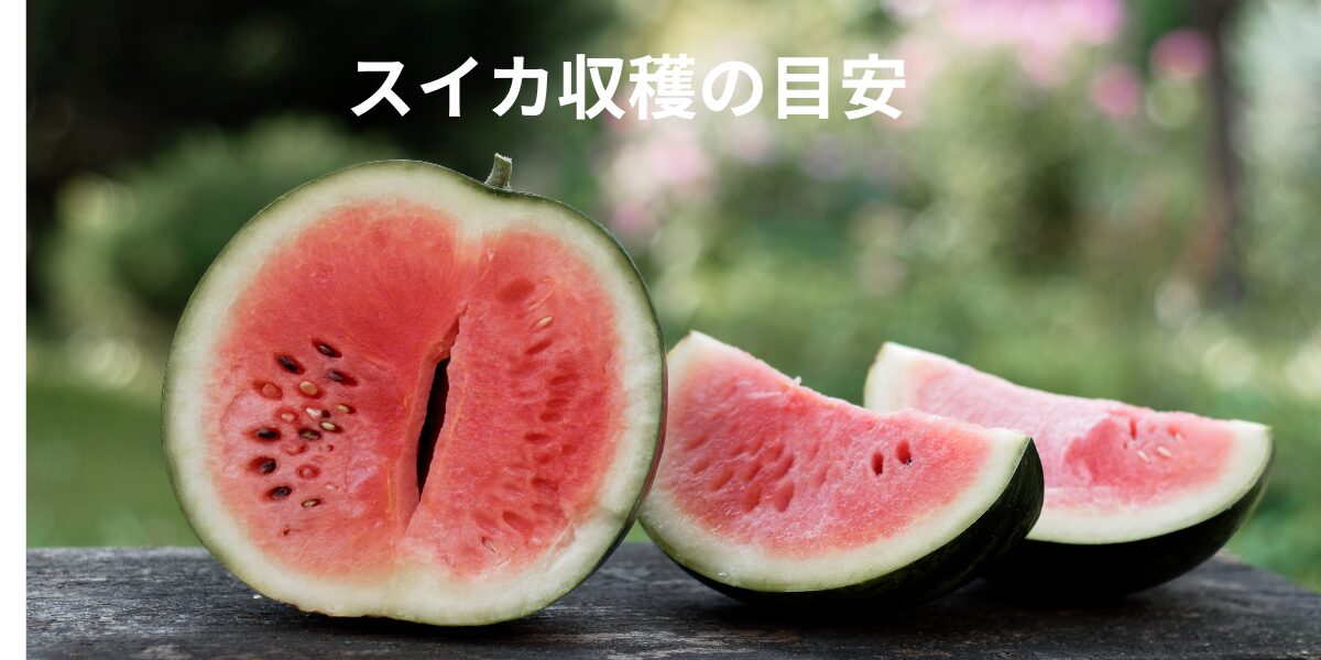 スイカ収穫目安